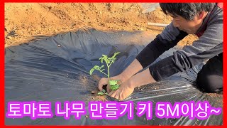 토마토 나무 만들기 키 5M이상~파프리가 심기 비닐하우스 텃밭,귀농귀촌,전원일기,인간극장,주말농장