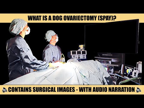 WHAT IS A DOG OVARIECTOMY?