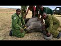 Rescue of Orphaned Elephant Kitiak | Sheldrick Trust