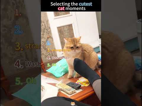 Selecting the cutest cat moments