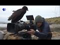 Filming The World S Smartest Raptors