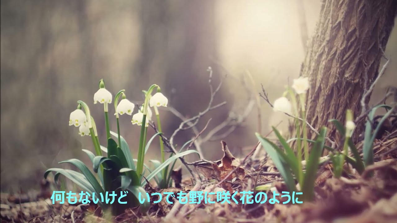 玉置浩二　MR LONELY 歌詞付き