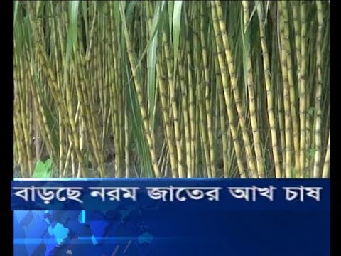 বাড়ছে নরম জাতের আখ চাষ