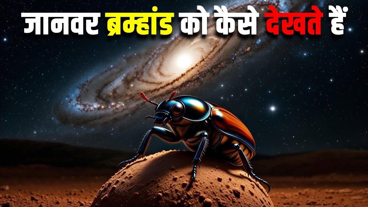 जानवर ब्रम्हांड को कैसे देखते हैं? Can other animals see space and the stars?