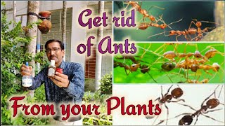 How to get rid of Ant problem in your plants by Homemade Recipe