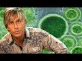 Chlorella, Spirulina, Algae, Pond Scum- Good or Bad?