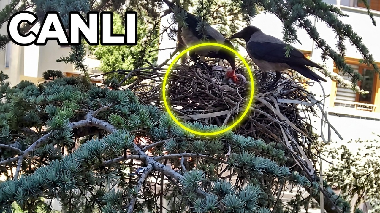 Live webcam view of Pınarbeyli Crow Nest Cam