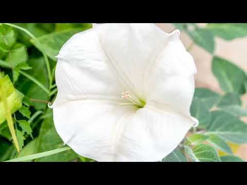 How to Grow Moonflower Vine