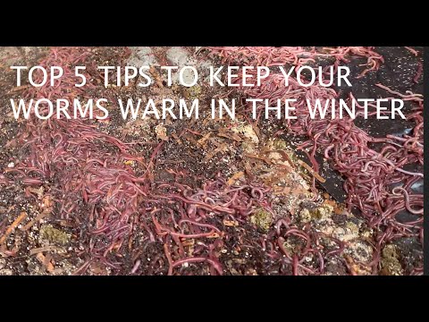Top 5 Tips to Keep Your Worms Warm in the Winter