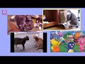 Kittens Cats Meowing BACKYARDIGANS Theme A Cappella