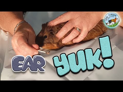 YouTube video about: How to clean guinea pig ears?