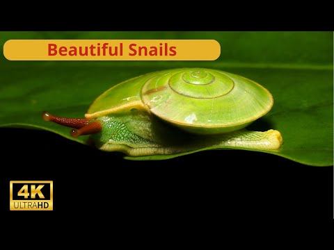 Beautiful Snails In The World (4k) #RelaxingMusic #animals #4kvideo