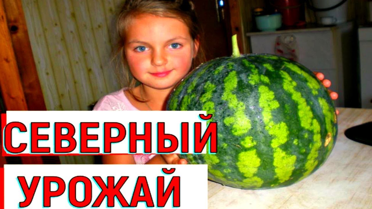 Арбузы в открытом грунте на севере ленинградской области - В Огороде Про