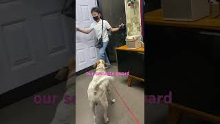 Download lagu Our Loyal pet mp3