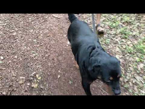 My Two Lovely Dogs 😍