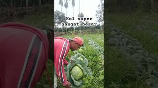 Download lagu sayur kol kubis besar sekali sampe 7kg #viral #aktivitasdiladangberkebun #shortvideo #petani mp3