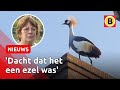 Deze vogel tettert Marjo elke ochtend uit bed | Omroep Brabant