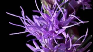 Entre flores raras (Between rare flowers)