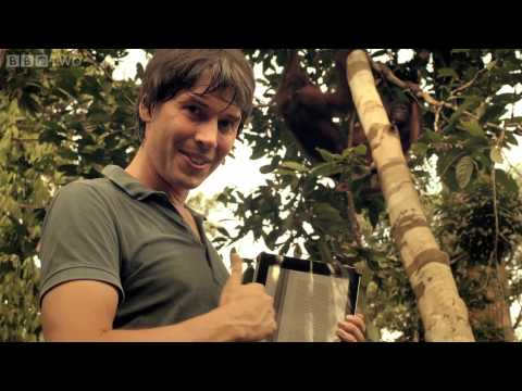 The orang-utan DNA code - Wonders of Life - Episode 1 Preview - BBC
