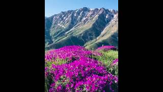 Enjoy nature and flowers #nature#flowers#mountains#naturelovers#enjoy