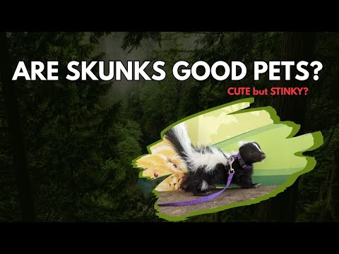Are Skunks Good Pets? 🦨 Truth About Owning a Skunk in the USA
