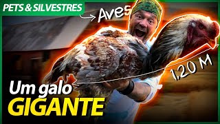 Miniatura do vídeo