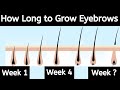 Eyebrow Grow Back How Long