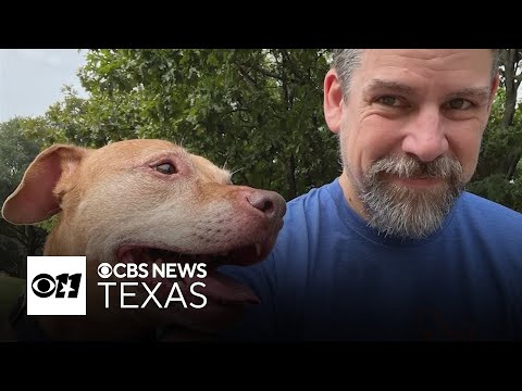Dog aging project aims to prolong canine lifespans