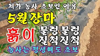 농사 초보를 벗어나지 못하는 이유(흙이 물렁물렁 질척질척/5월장마/농사는 평생 해도 초보)