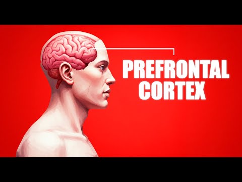Why Your Prefrontal Cortex Is Losing The Battle - How To Rewire It For Success