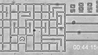 Human Neutrophils Navigate Through Mazes