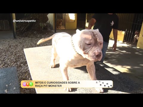Mitos e curiosidades sobre a raça Pit Monster 22 08 2022