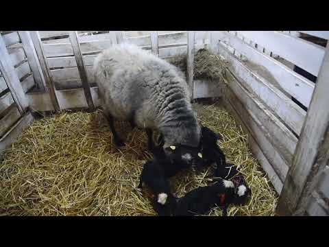 Romanovska ovca -Rodjene Šestorke