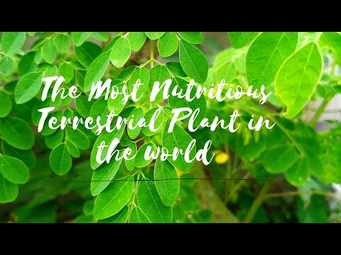 The Most Nutritious Terrestrial Plant in The World - Moringa oleifera "The Miracle Tree"