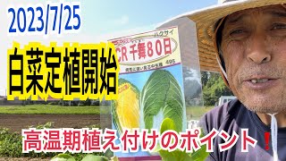白菜植え付け準備から植え付けまで　　高温期の白菜栽培ポイント🥬