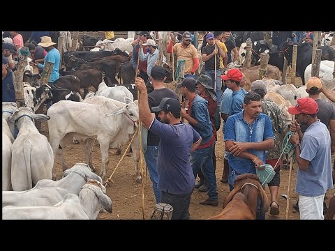 FEIRA DE GADO DE TABIRA PERNAMBUCO  10/06/2026