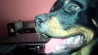 preview picture of video '3.5 MONTHS JEALOUS ROTTWEILER'