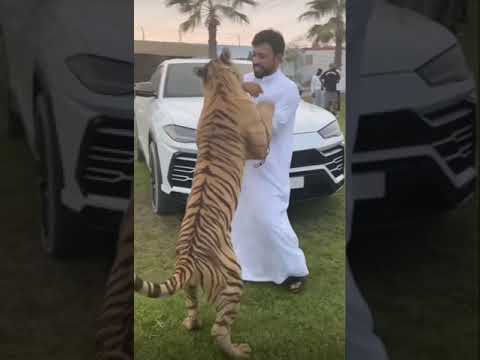 Dubai prince with pet tigers #shorts #dubai #tiger #wildanimal #pets