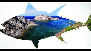 Как ловят тунца в средиземном море