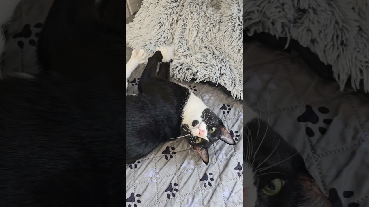 Enlarge Frogg, an adoptable Domestic Short Hair in Lacey, WA video 6/6