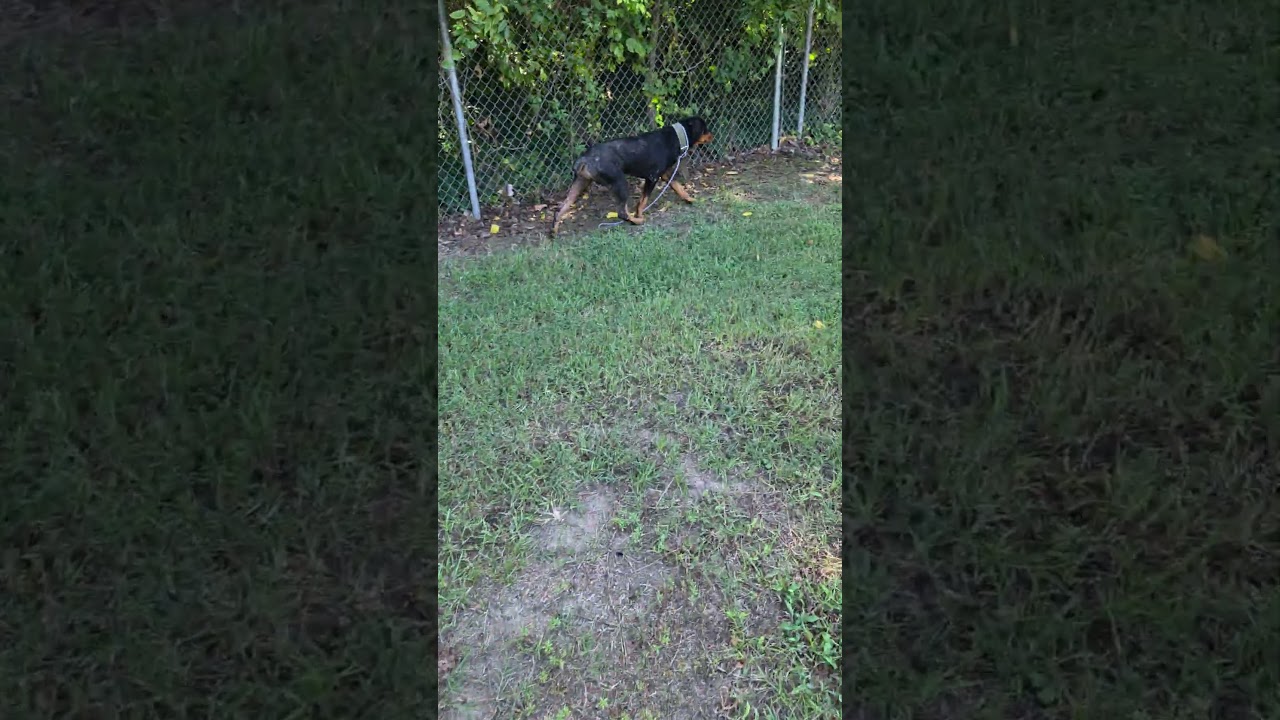 Enlarge Halla, a Adoptable Rottweiler in Rocky Mount, NC video 4/4