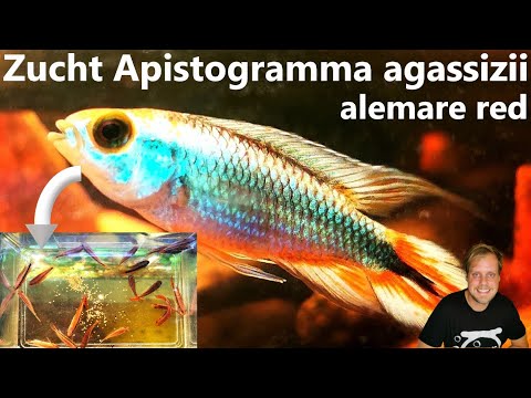 ZUCHT APISTOGRAMMA AGASSIZII "alemare red" im Detail I Natürliche Aufzucht im Fensterbankbiotop