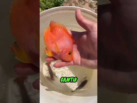 😂 Sumur Tua Ternyata Sarang Ikan Cantik!