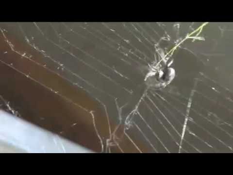 Künstliche Spinnenseide