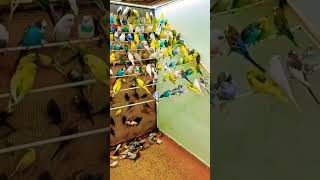 Download lagu how to make Baazigar Pakhi #birds #baazigar #viralvideo mp3