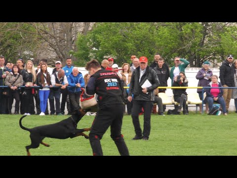 IDC Dobermann World Championship 2023   I  Slovakia