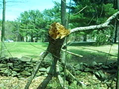 Ziplok - New Hampshire ice storms from 2008 and the aftermath of the damage in 2008.