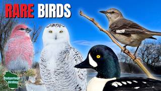 We Tracked Down Rare Birds Across Wisconsin!