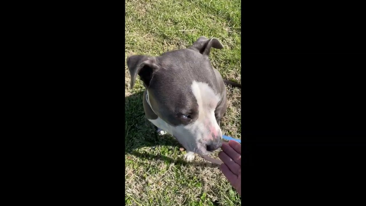 Enlarge Hollie Berry, a ADOPTABLE mixed breed in Heathsville, VA video 4/4