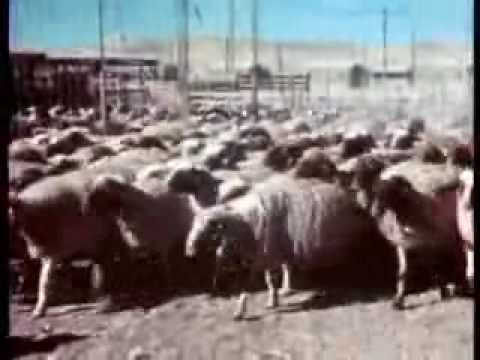 The Spielberg Jewish Film Archive - The Old Young Man